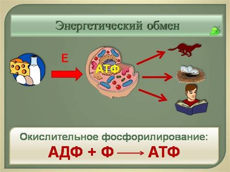 Энергетический обмен при движении