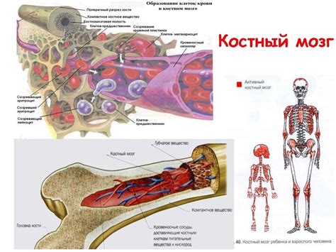 Этапы пересадки костного мозга