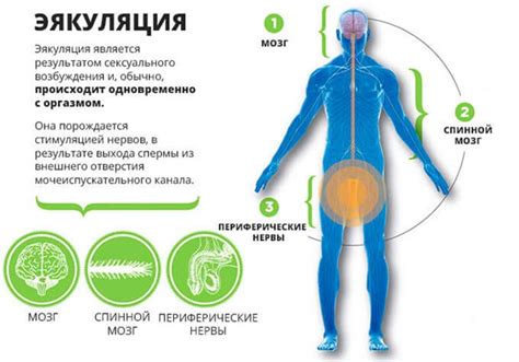 Этапы процесса эякуляции