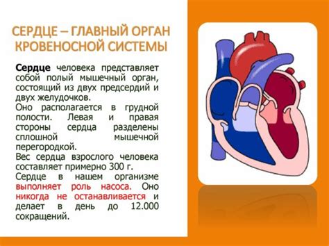 Этапы развития кровеносной системы у плода