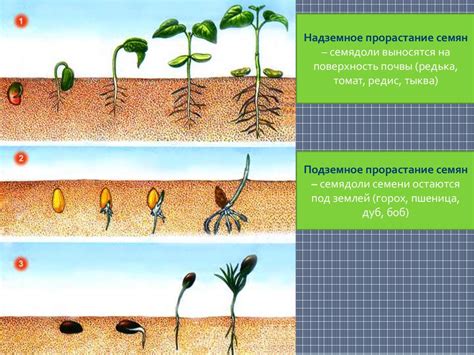 Этапы развития растения от семени до цветения