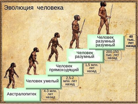 Этапы эволюции древнего человека до современного вида