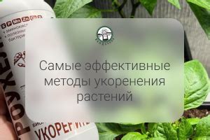 Эффективные методы оберегания растений