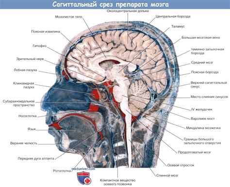  Как происходит разделение функций между полушариями мозга? 