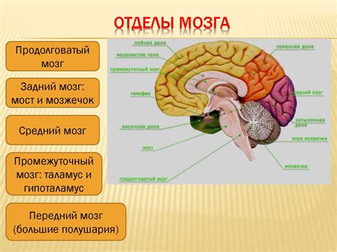  Мозг и его активность 