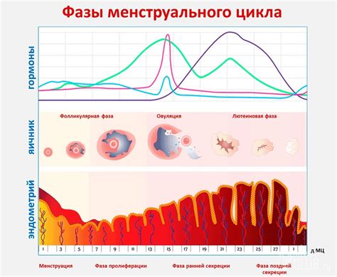  Фазы менструального цикла 