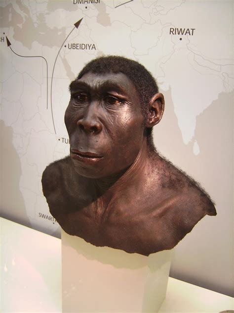 Homo erectus - человек прямоходящий